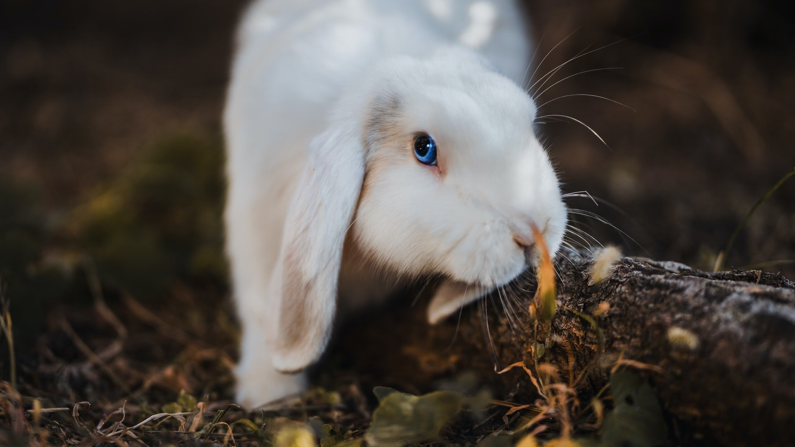 草根的呐喊与巨星的交响，足球舞台上的光芒辩证法