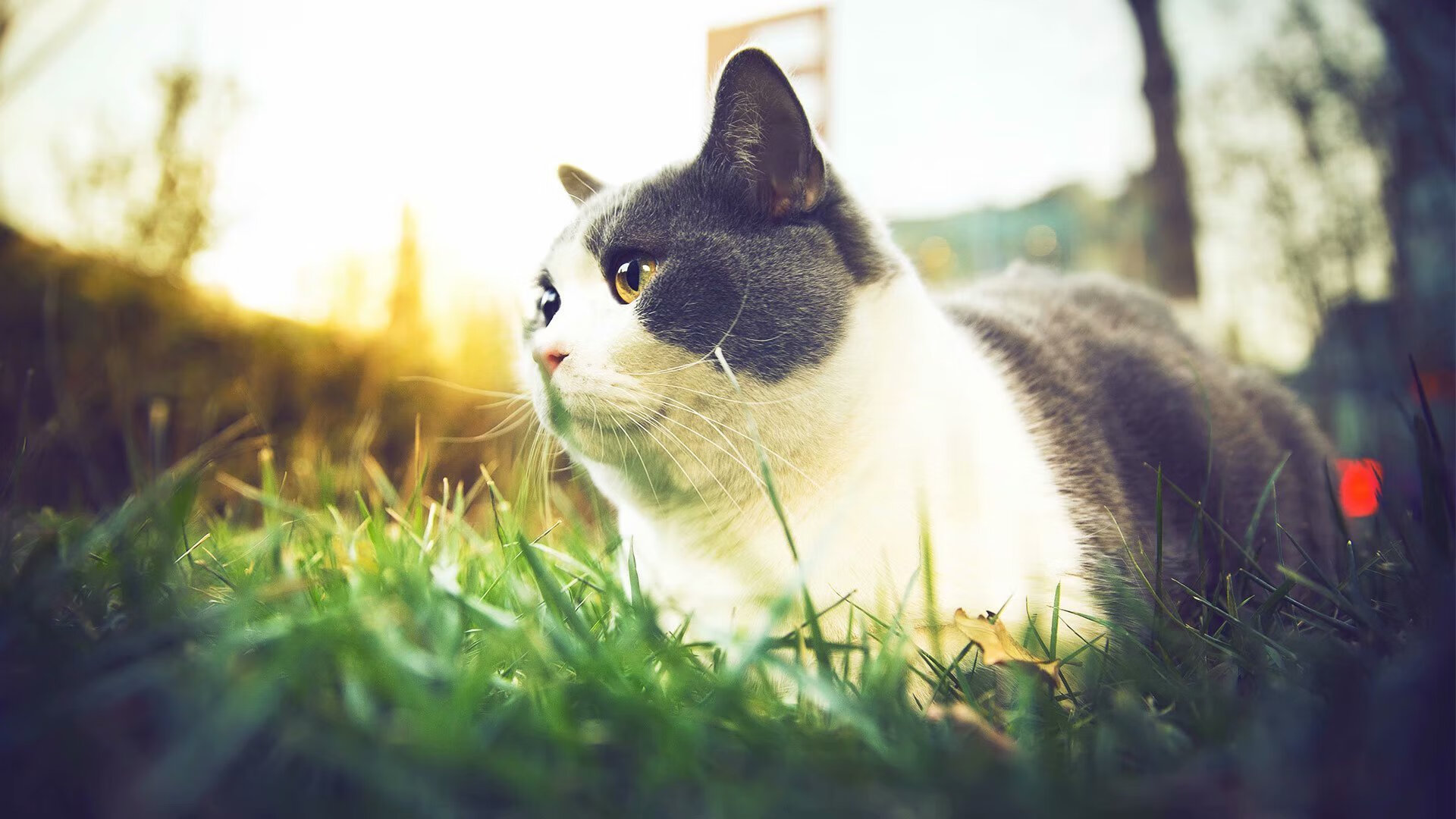 末节惊天逆转!埃及带走胜利,布雷默关键先生闪耀赛场
