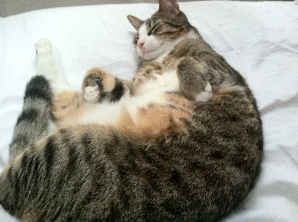 开云平台-风暴眼与定盘星，当拉齐奥的铁蓝冲垮奥地利的雪白，莱奥于无声处听惊雷