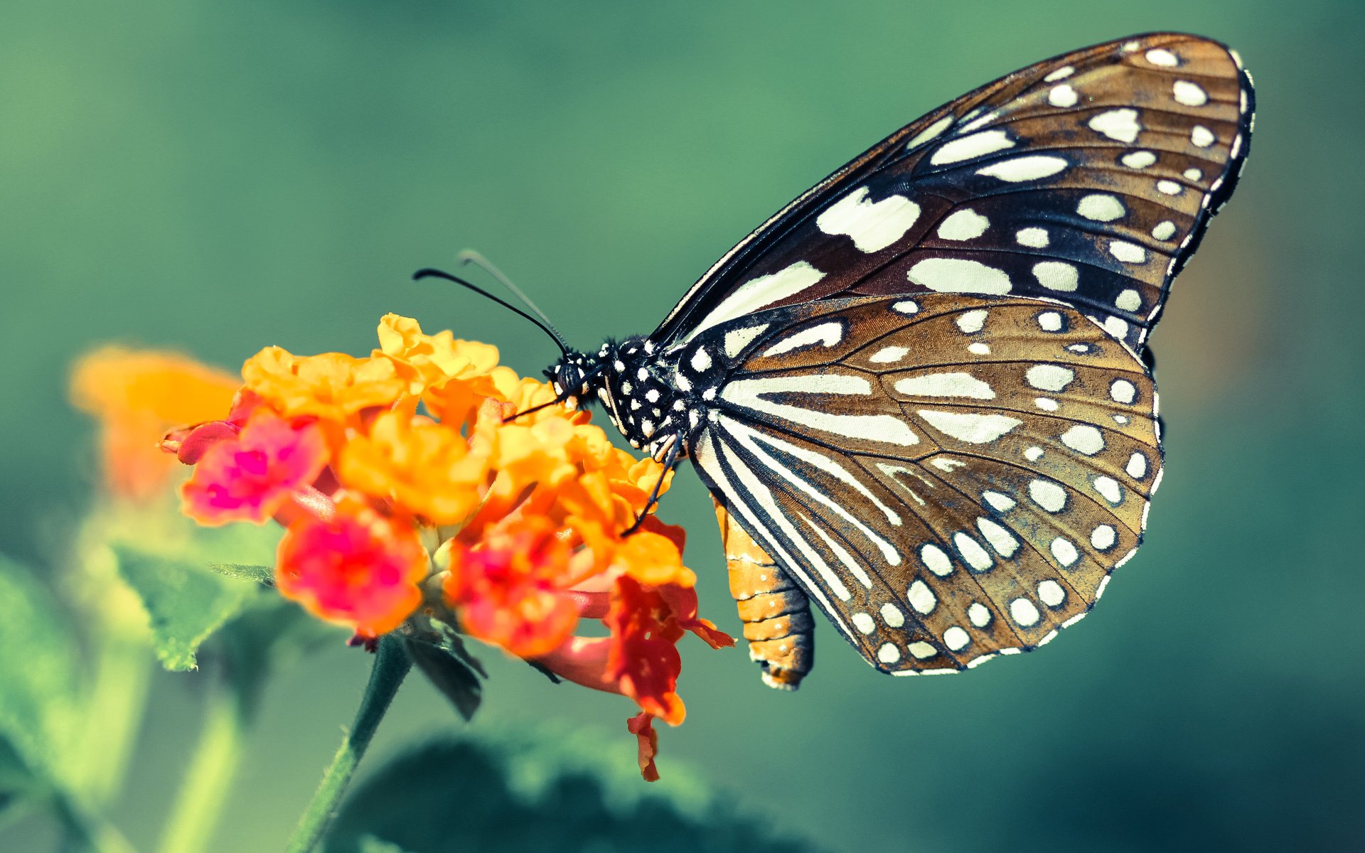 开云体育app-孤胆英雄萨卡导演神奇逆转！中国集训队1-0险胜佛罗伦萨