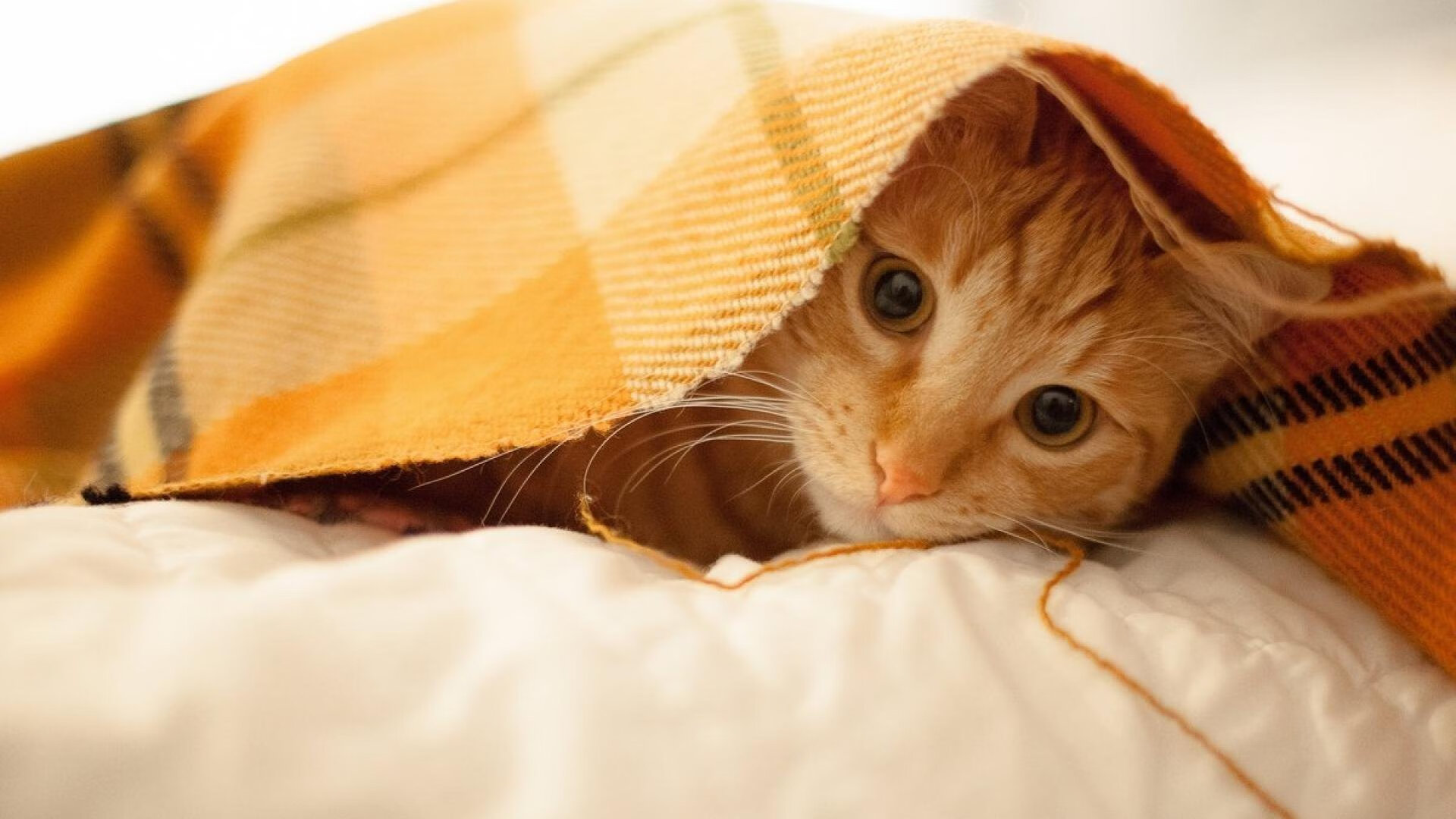 孤星闪耀与团队洪流，阿什拉夫与美国男篮诠释体育双重奏