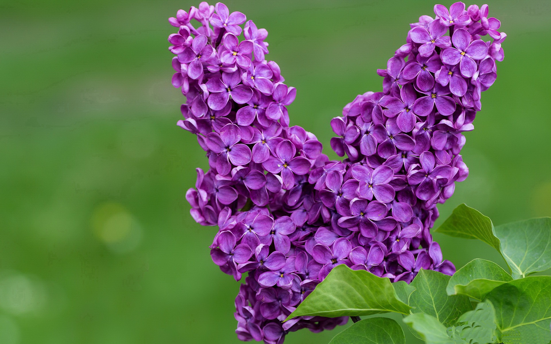 上海队逆转鹈鹕创奇迹，约基奇世界排名战展统治力