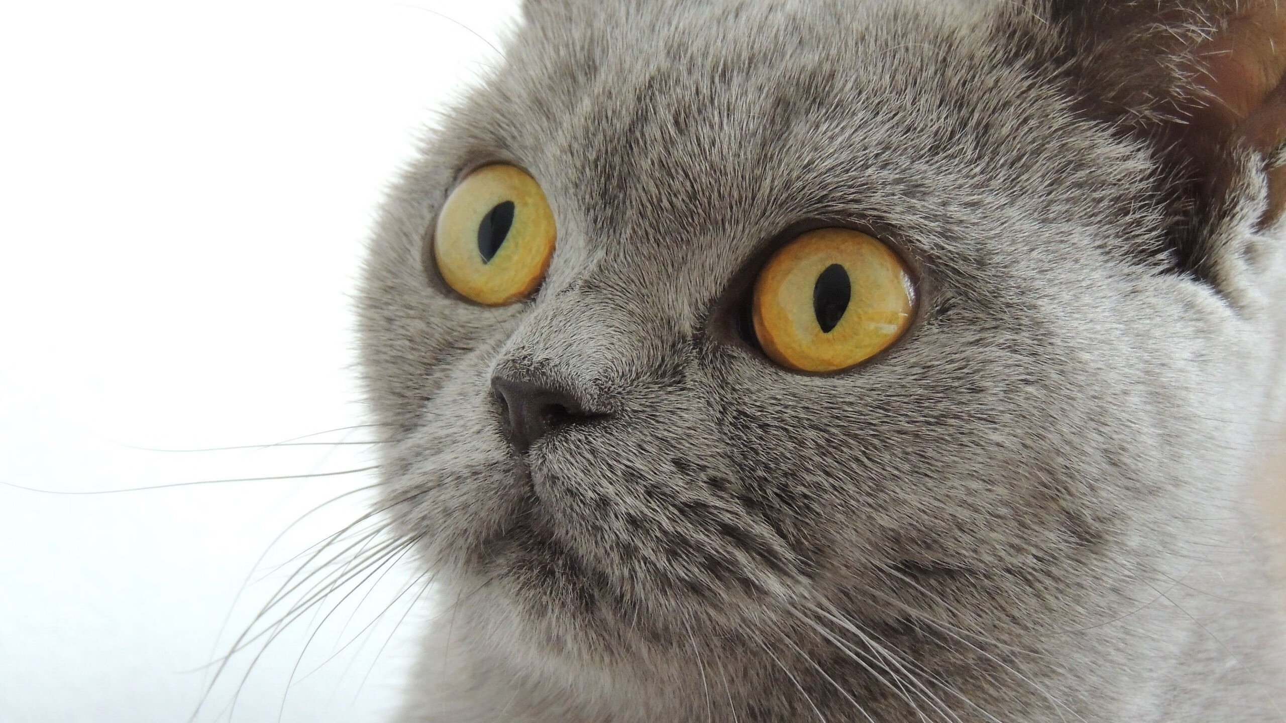 开云体育下载-跨界巅峰，广东队力克太阳，库里F1争冠赛场逆袭