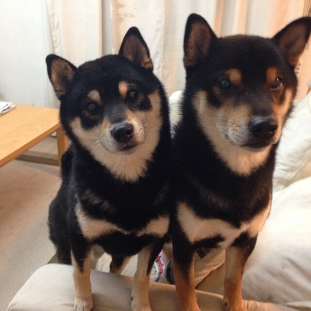 大心脏，从丹麦的沙漠突围到库尔图瓦的绝境接管