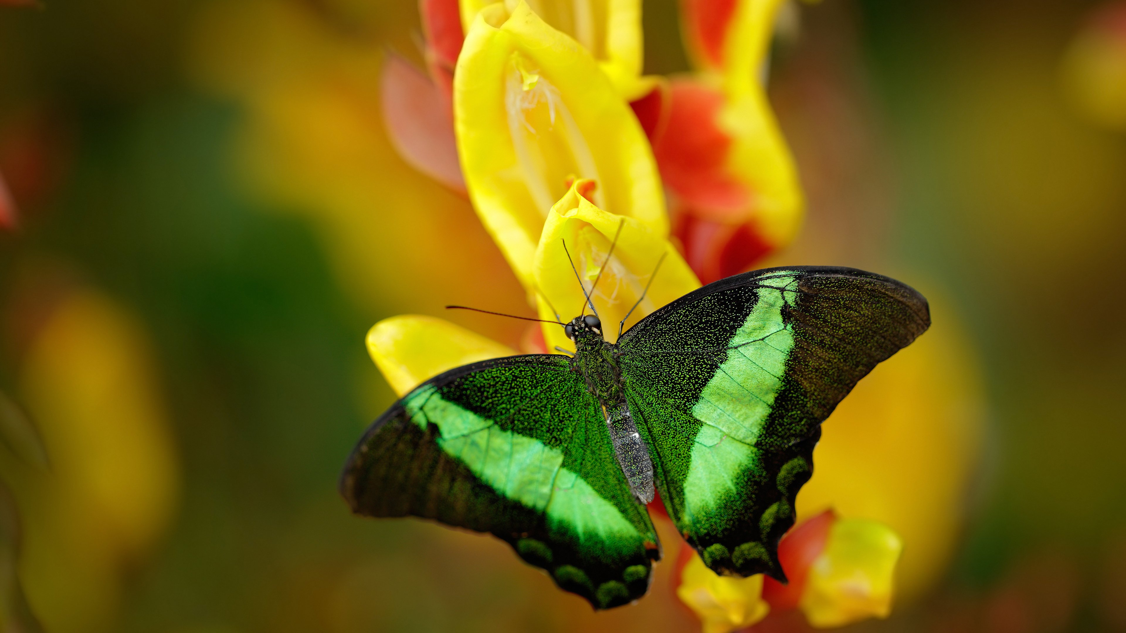 东决封神夜！皮克将巅峰对决铸成自己的绝对统治