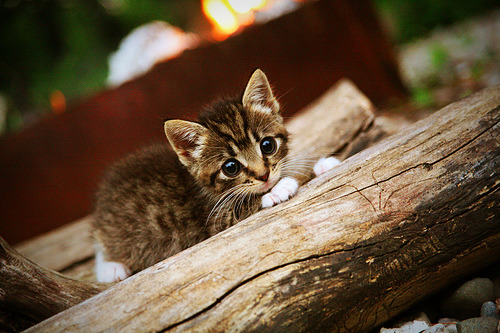 骑士军团东决关键战连击独行侠,王朝再临的序曲还是奇迹的绝唱?