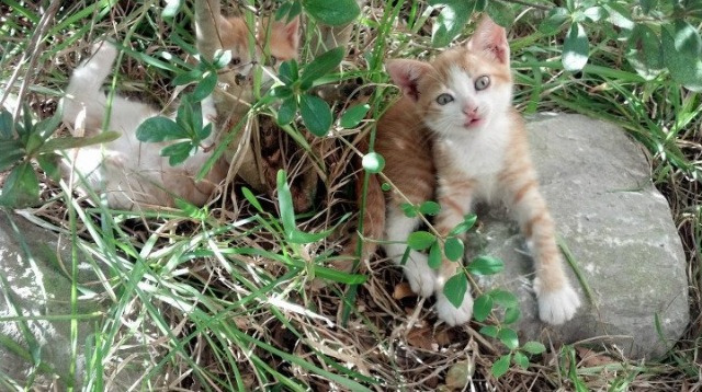 莫兰特稳定如精工仪器，广厦洪流冲垮浙江铁阵