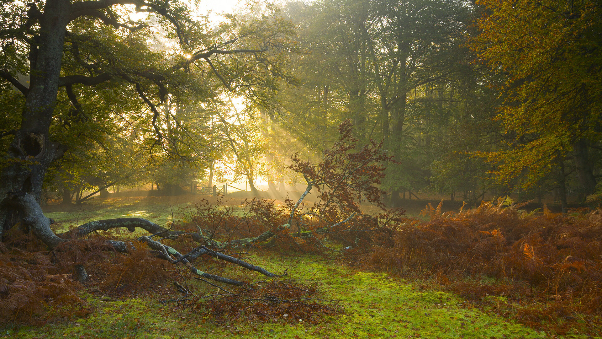 开云下载-数据全面爆炸！阿劳霍统治赛场，爱尔兰对阵贝蒂斯之战成个人传奇秀
