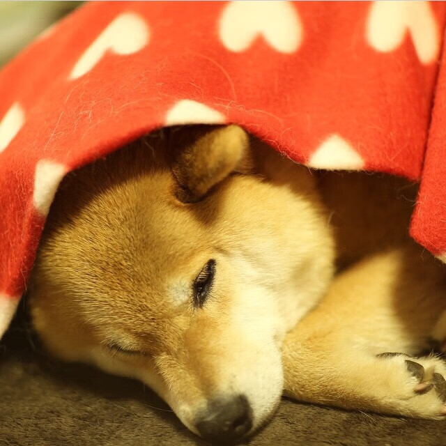 开云体育在线-绿衫军的逆袭，罗德里戈一脚定江山