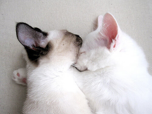 跨越太平洋的篮球诗篇，欧文爆发，尼克斯决胜局力克吉林