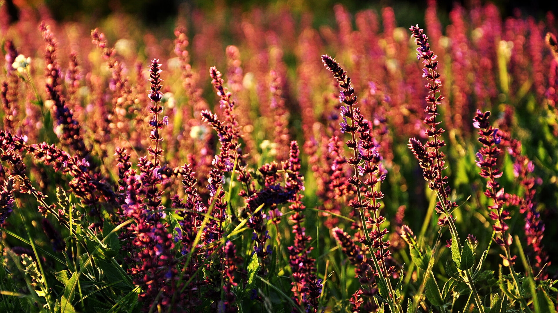 墨西哥城的红蓝风暴，莱万弑杀旧主，关键时刻的关键先生