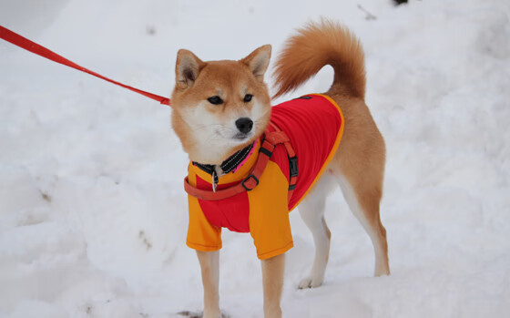 开云APP-星火燎原，孔德抢七之夜的战神降临