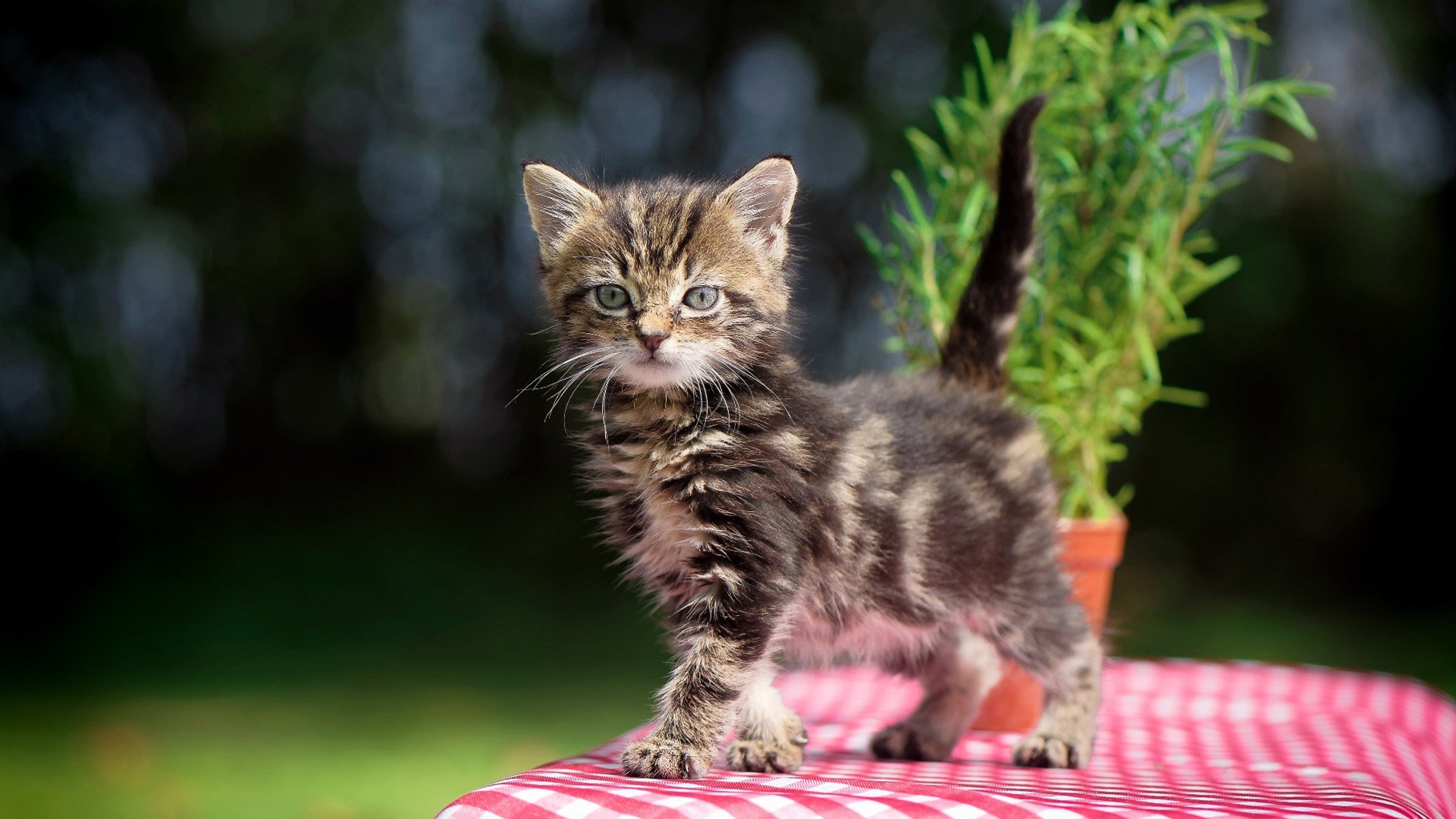 开云体育入口-逆流之舟，当辽宁的奇迹照亮哈利伯顿的黎明