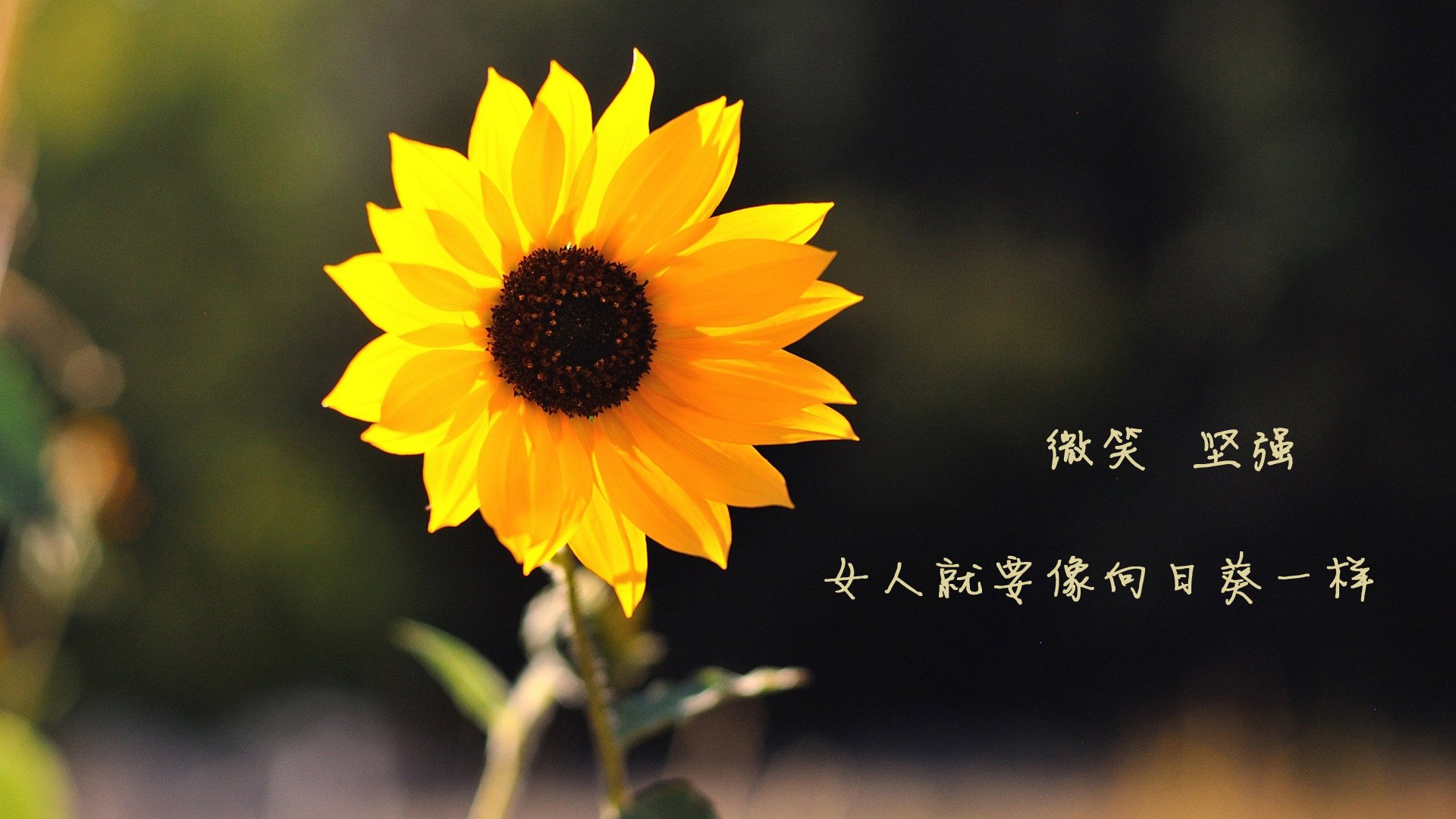 沙漠风暴中的桑巴舞步,加纳险胜沙特,罗德里戈闪耀2026世界杯H组强强对话
